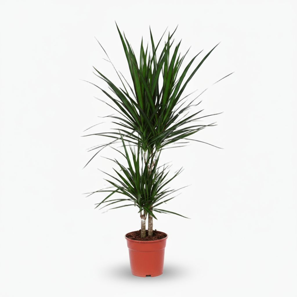 Dracaena marginata – Drácena de Madagascar - Verdeia - 6