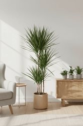 Dracaena marginata – Dragón de Madagascar - Verdeia - 3