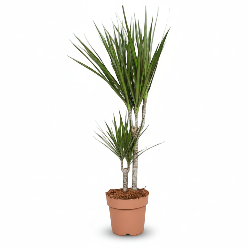 Dracaena marginata – Drácena de Madagascar - Verdeia - 1