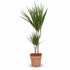 Dracaena marginata – Dracena madagaskarska – Verdeia – 1