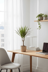 Dracaena marginata – Dragón de Madagascar - Verdeia - 9