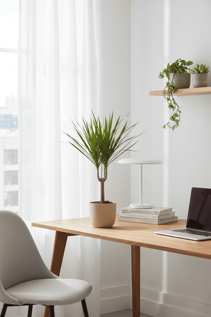 Dracaena marginata – Dragón de Madagascar - Verdeia - 9