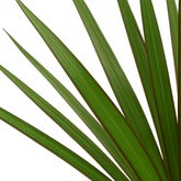 Dracaena marginata – Dragón de Madagascar - Verdeia - 2