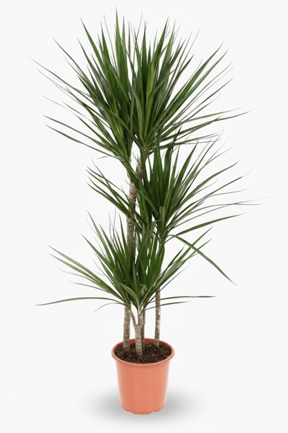 Dracaena marginata – Dragonnier de Madagascar - Verdeia