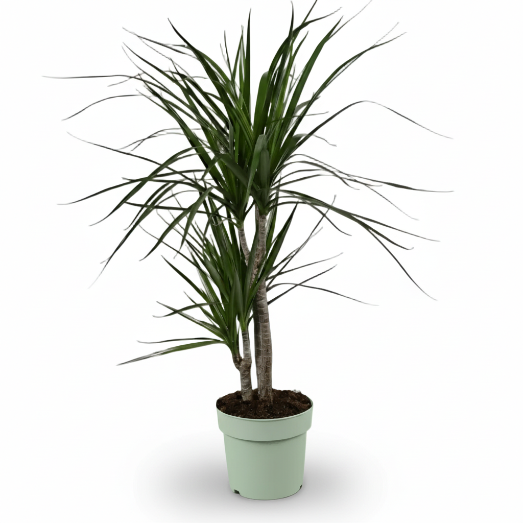 Dracaena marginata – Drácena de Madagascar - Verdeia - 5