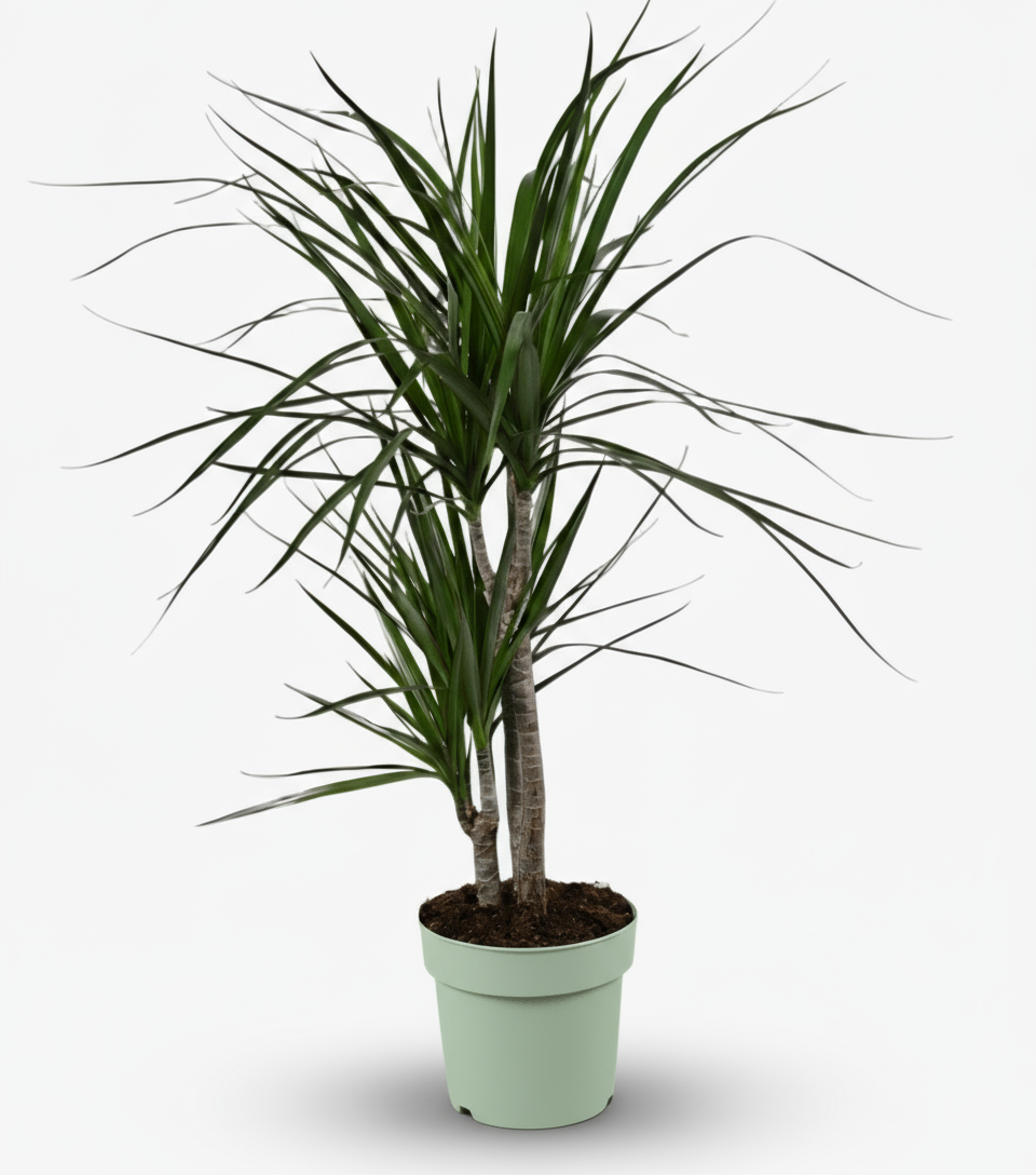 Dracaena marginata – Dragonnier de Madagascar - Verdeia