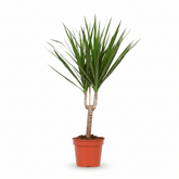 Dracaena marginata (Dragonnier de Madagascar) - Verdeia - 13