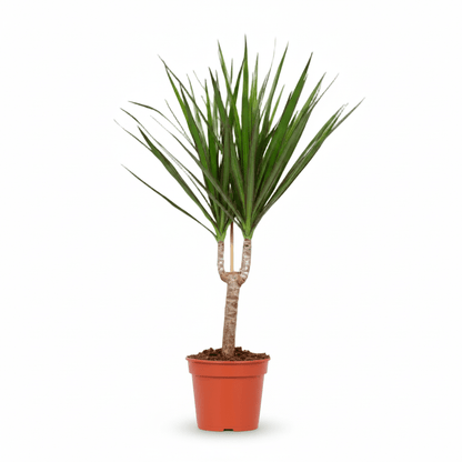 Dracaena marginata (Dragonnier de Madagascar) - Verdeia - 13