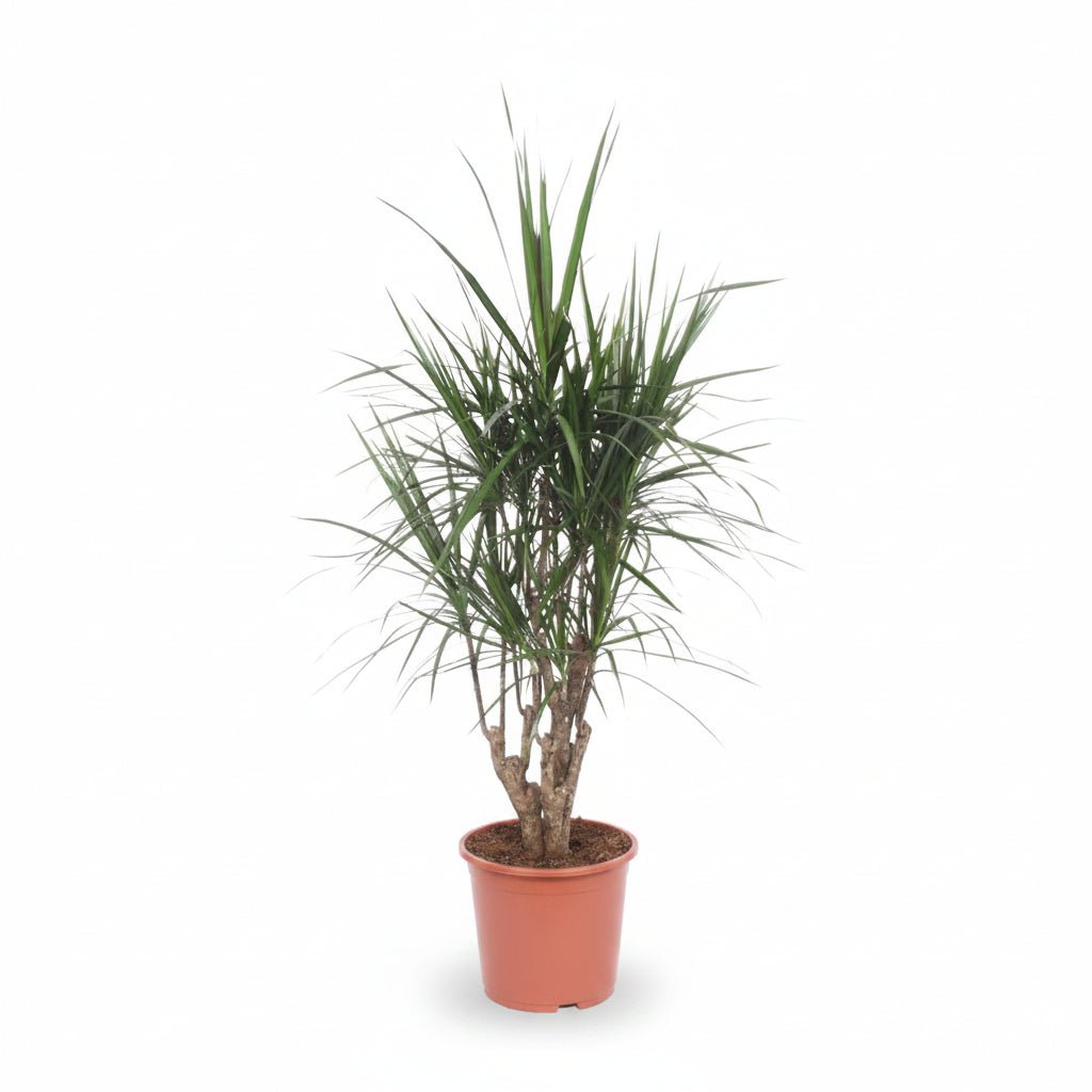 Dracaena marginata (Dragonnier de Madagascar) - Verdeia - 12