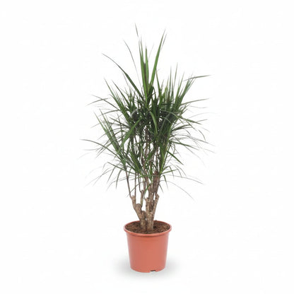 Dracaena marginata (Dragonnier de Madagascar) - Verdeia - 12