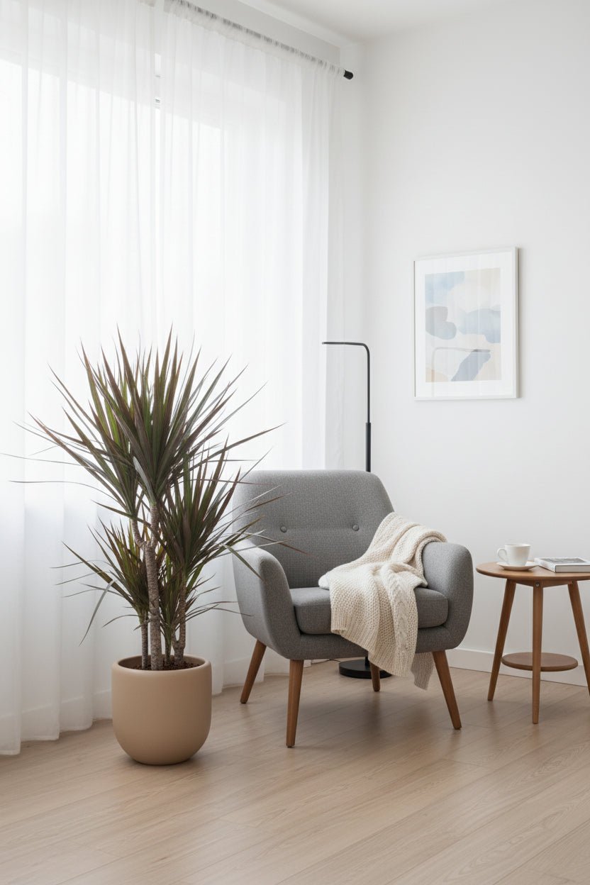 Dracaena marginata &