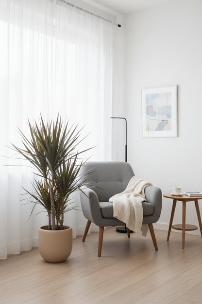Dracaena marginata &