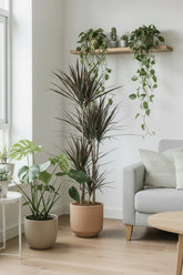 Dracaena marginata &