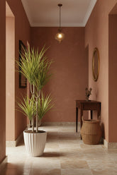 Dracaena &