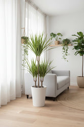 Dracaena &