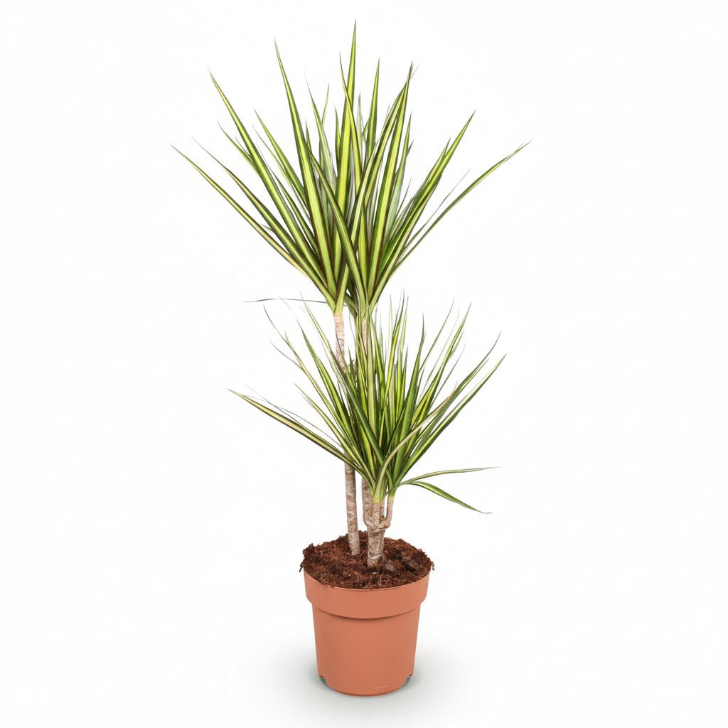 Dracaena &