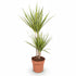Dracaena &