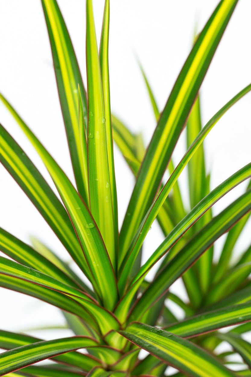 Dracaena &