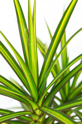 Dracaena &