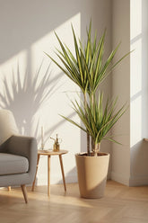 Dracaena &