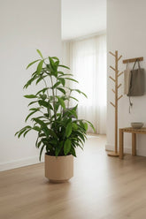 Dracaena surculosa (Dracena pó de ouro) — H60-70 cm | Vaso Ø17 cm - Verdeia - 3