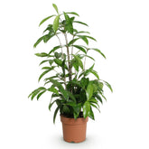 Dracaena surculosa (Dracena pó de ouro) — H60-70 cm | Vaso Ø17 cm - Verdeia - 1