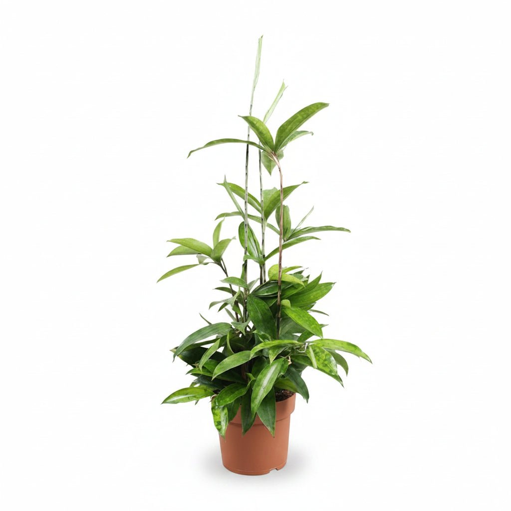 Dracaena surculosa (Dragonnier poussière d&
