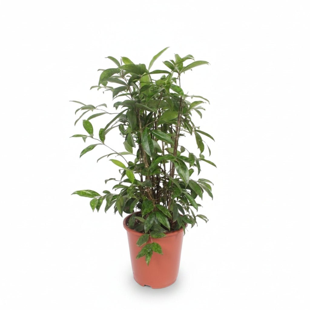 Dracaena surculosa (Dragonnier poussière d&