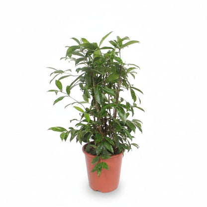 Dracaena surculosa (Dragonnier poussière d&