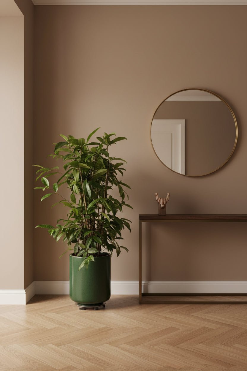 Dracaena surculosa (Dragonnier poussière d&