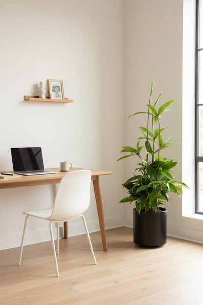Dracaena surculosa (Dragonnier poussière d&