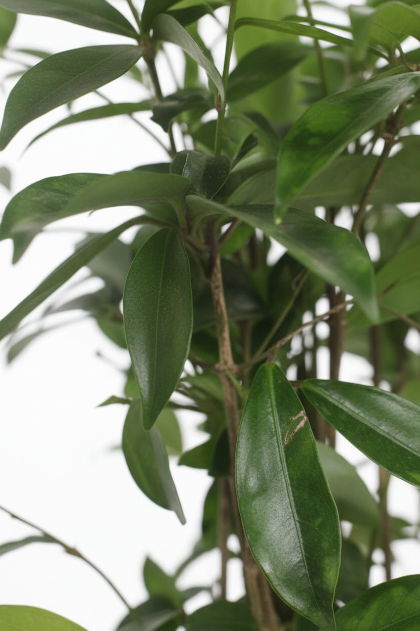 Dracaena surculosa (Dragonnier poussière d&