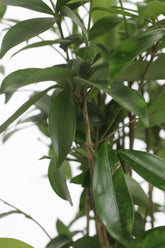 Dracaena surculosa (Dragonnier poussière d&