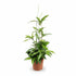 Dracaena surculosa (Dragonnier poussière d&