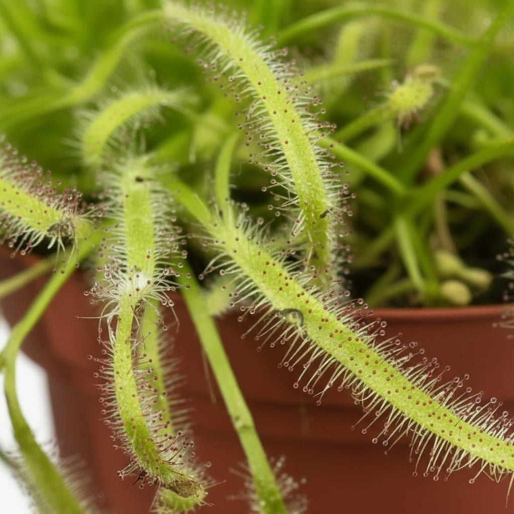 Drosera Capensis – Rossolis du Cap D12 x H17 cm - Verdeia