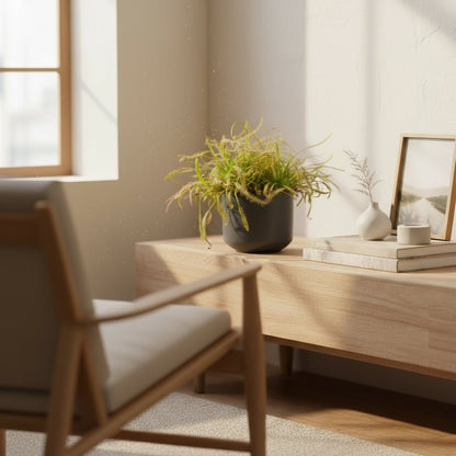 Drosera Capensis – Rossolis du Cap D12 x H17 cm - Verdeia