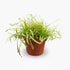 Drosera Capensis – Rossolis du Cap Ø12cm - ↕17cm - Verdeia