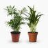 Duo Dypsis lutescens & Chamaedorea elegans 12 x 40 cm - Verdeia