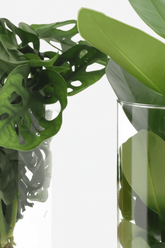 Duo Monstera Adansonii & Clusia (Hydroponique en verre) - H25 - 40 cm | Vases Ø12 cm - Verdeia - 2