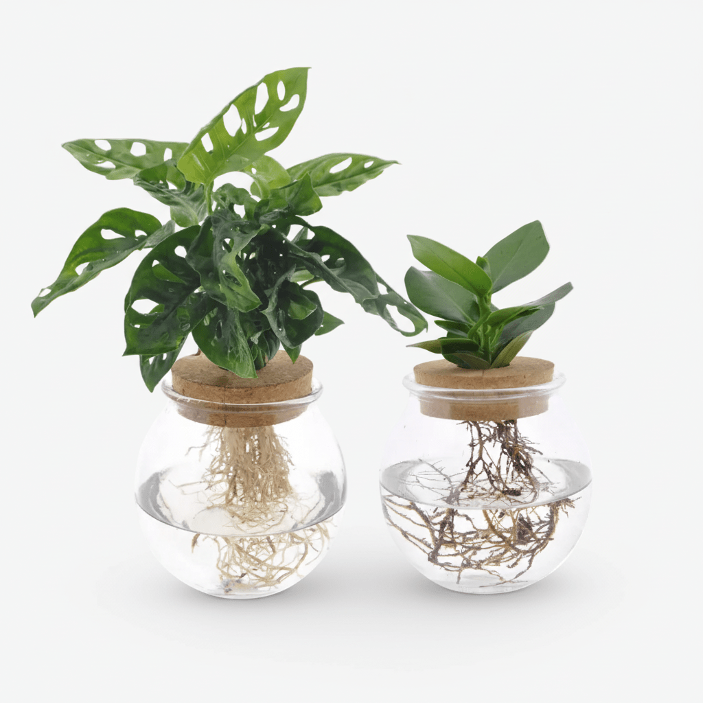 Dúo Monstera adansonii i Clusia sobre un fons blanc