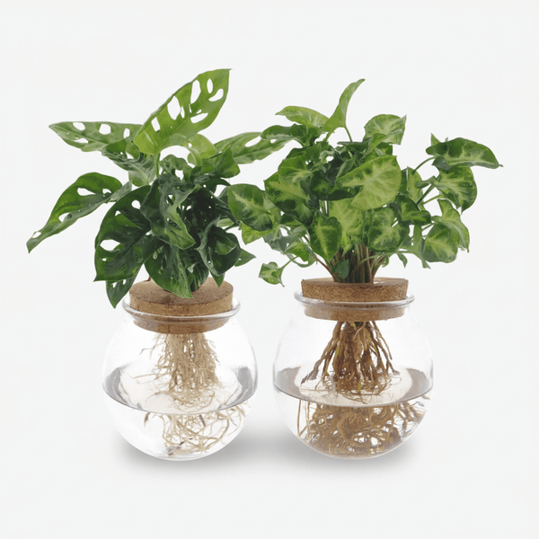 Duo Monstera Adansonii Syngonium — Hydroponic Jar