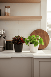 Dúo Peperomia Rosso y Pilea peperomioides H15 cm | Maceta Ø10,5 - Verdeia - 5