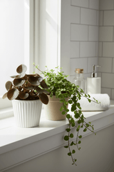 Duo surprise — 2 Peperomia - H15 cm | Pot Ø10,5 cm - Verdeia - 5