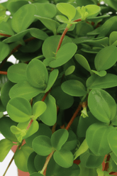 Duo surprise — 2 Peperomia - H15 cm | Pot Ø10,5 cm - Verdeia - 2