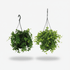 Duo surprise — 2 plantes retombantes suspendues - H25 cm | Pot Ø15 cm - Verdeia - 1