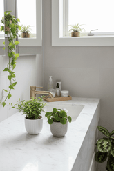 Duo surprise Peperomia H15 cm | Pot Ø10,5 cm - Verdeia - 4