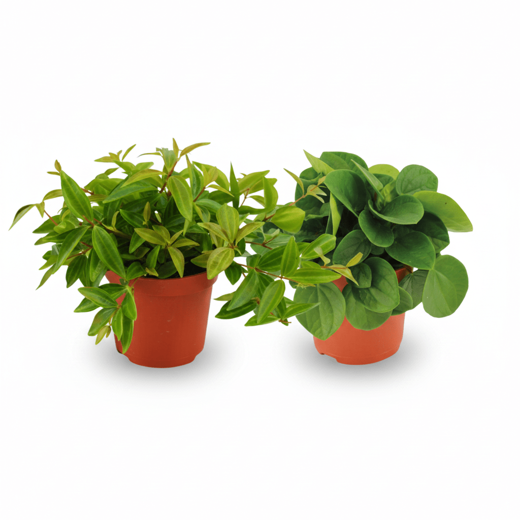 Duo surprise Peperomia H15 cm | Pot Ø10,5 cm - Verdeia - 1