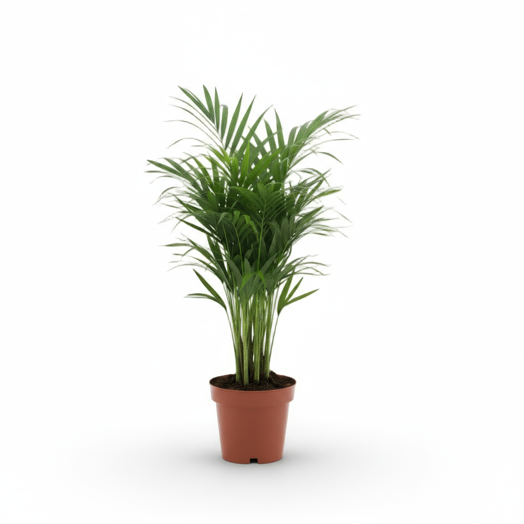 Dypsis lutescens – Areca-Palme (Goldene Palme) - Verdeia - 10