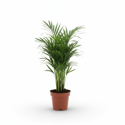 Dypsis lutescens – Palmier Areca (Palmier doré) - Verdeia