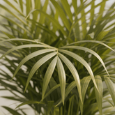 Dypsis lutescens – Palma Areca (Palma dorada) - Verdeia - 2